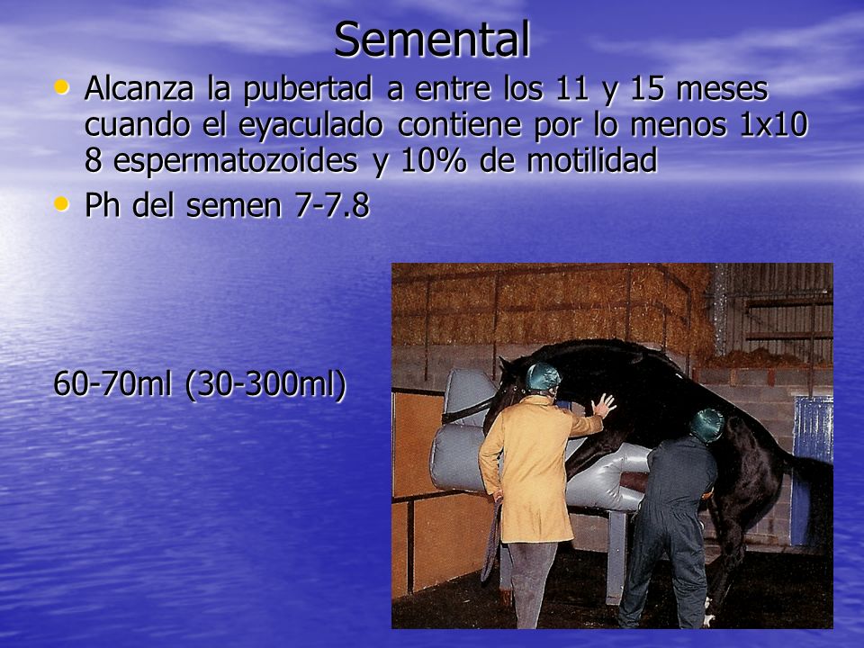 Semental Alcanza la pubertad a entre los 11 y 15 meses cuando el eyaculado contiene por lo menos 1x10 8 espermatozoides y 10% de motilidad.