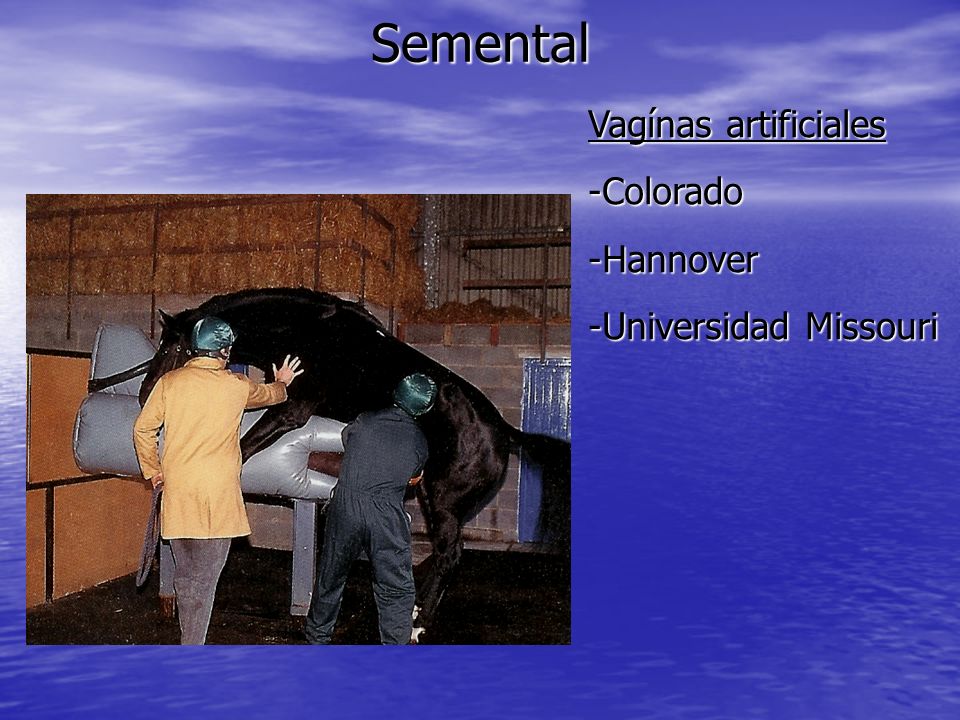Semental Vagínas artificiales Colorado Hannover Universidad Missouri