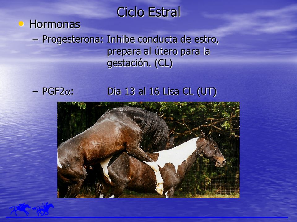 Ciclo Estral Hormonas. Progesterona: Inhibe conducta de estro, prepara al útero para la gestación. (CL)