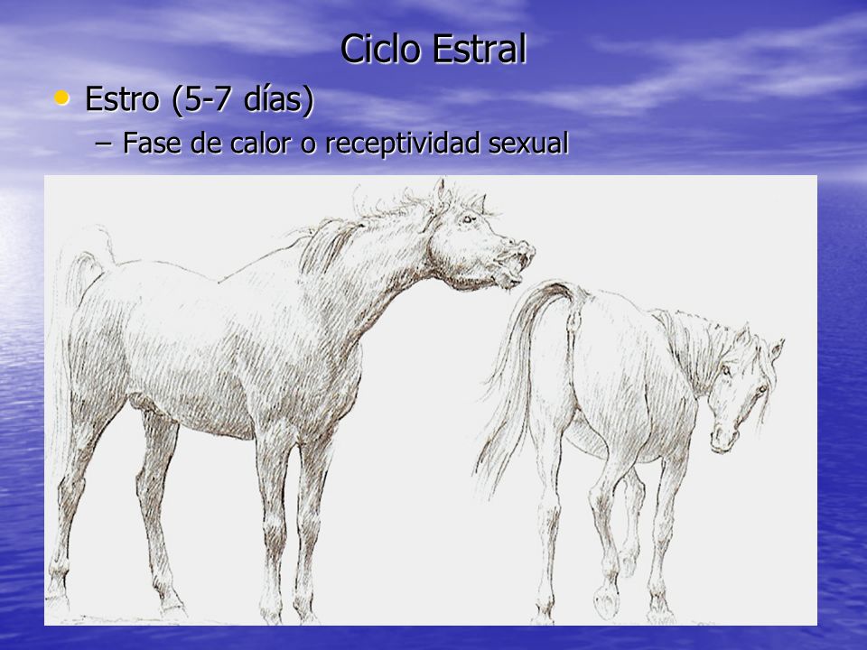 Ciclo Estral Estro (5-7 días) Fase de calor o receptividad sexual