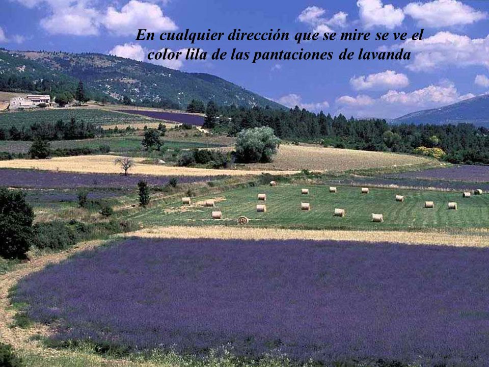 En cualquier dirección que se mire se ve el color lila de las pantaciones de lavanda