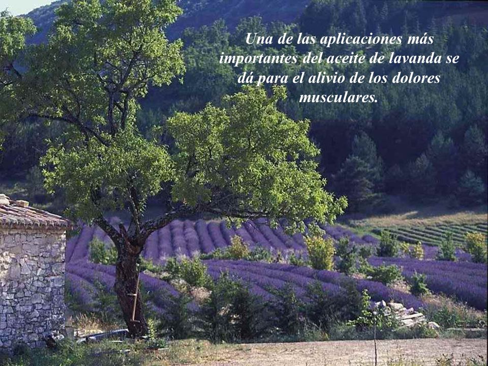 Una de las aplicaciones más importantes del aceite de lavanda se dá para el alivio de los dolores musculares.