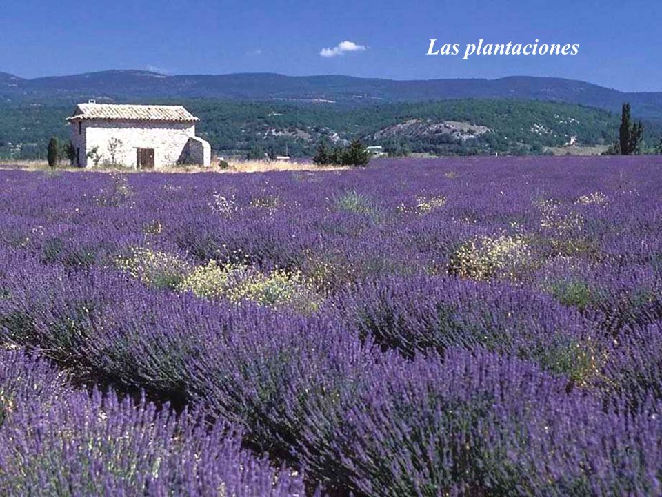 Las plantaciones