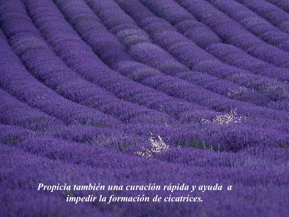 Propicia también una curación rápida y ayuda a impedir la formación de cicatrices.