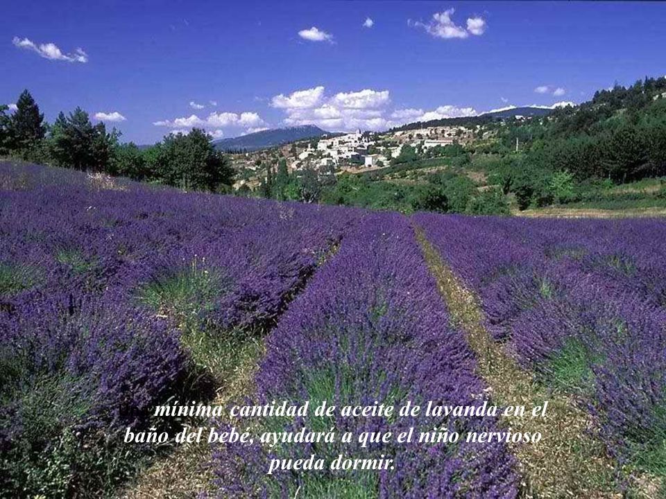 Una mínima cantidad de aceite de lavanda en el baño del bebé, ayudará a que el niño nervioso pueda dormir.