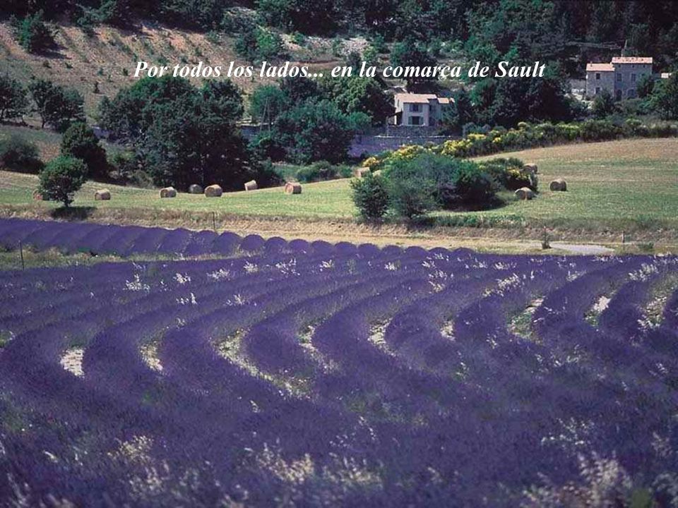 Por todos los lados... en la comarca de Sault