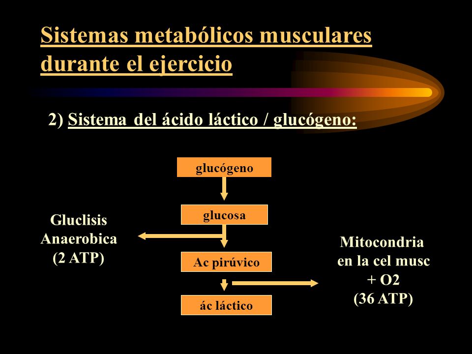 Sistemas metabólicos musculares durante el ejercicio