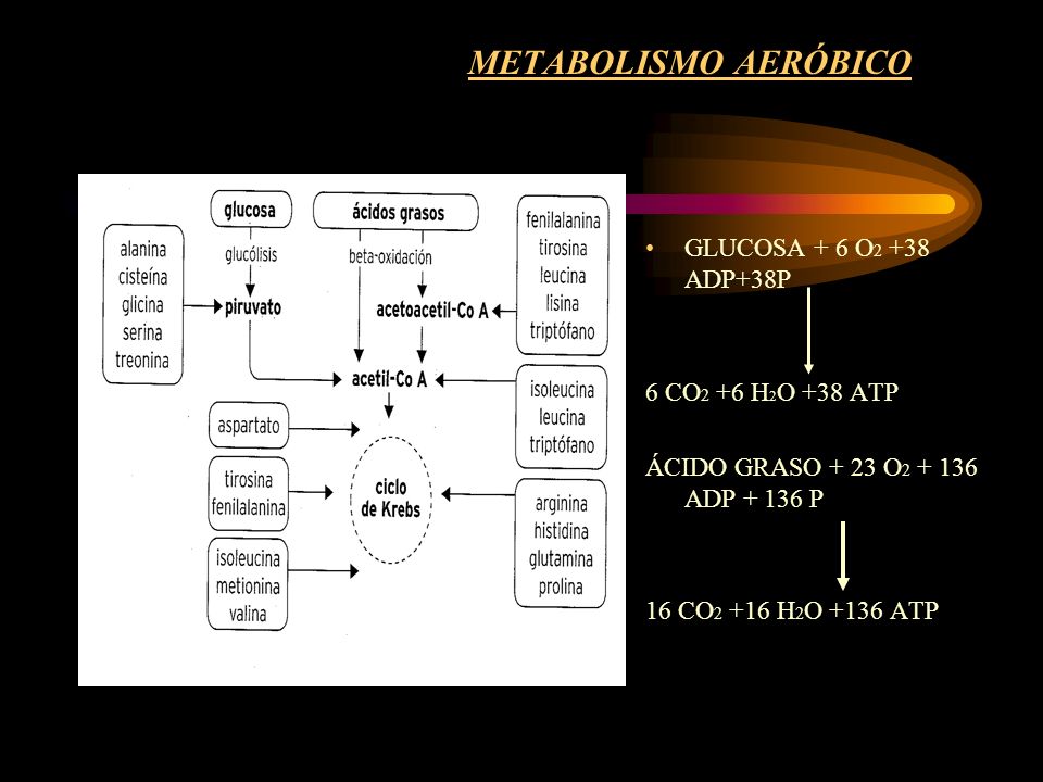 METABOLISMO AERÓBICO GLUCOSA + 6 O2 +38 ADP+38P 6 CO2 +6 H2O +38 ATP