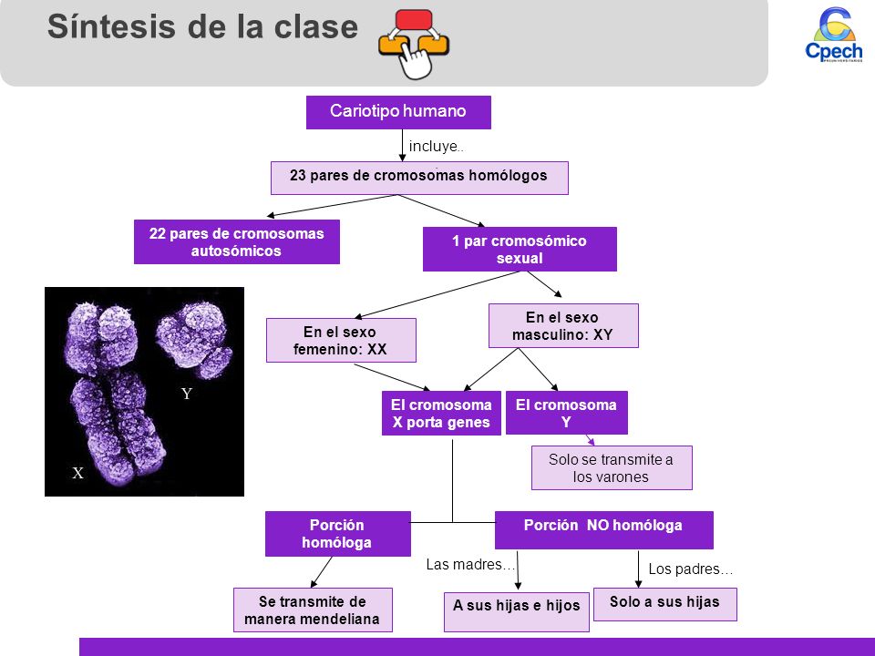 Síntesis de la clase Cariotipo humano incluye...