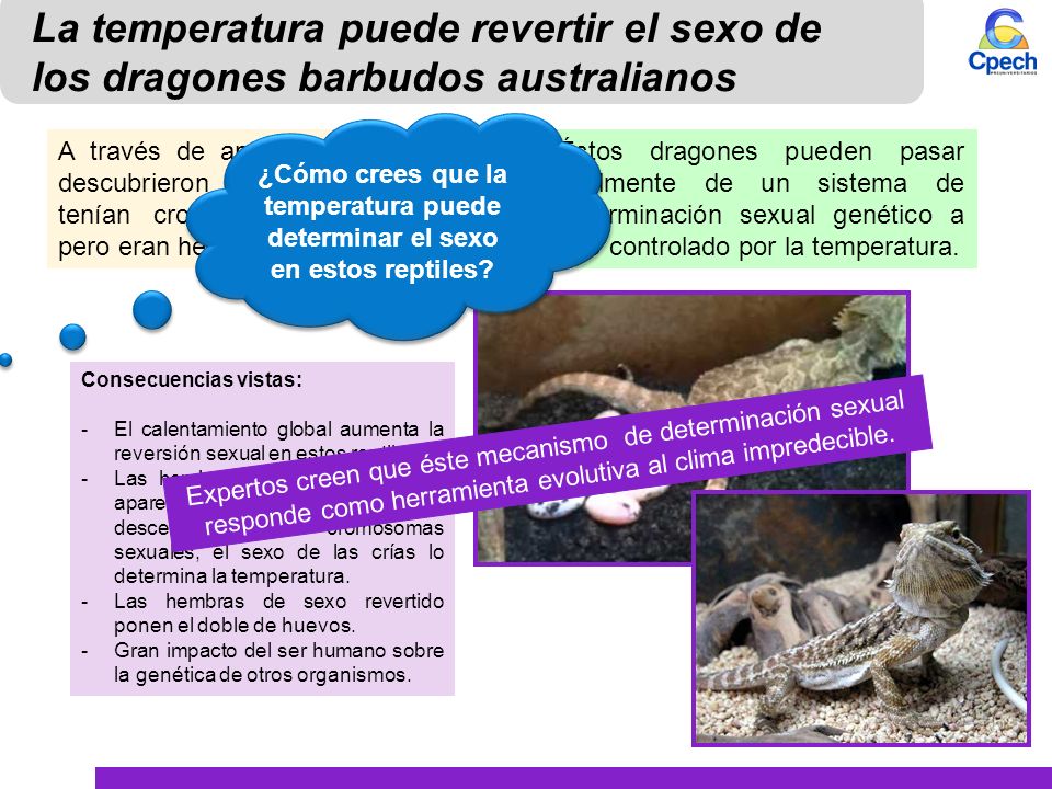 La temperatura puede revertir el sexo de los dragones barbudos australianos