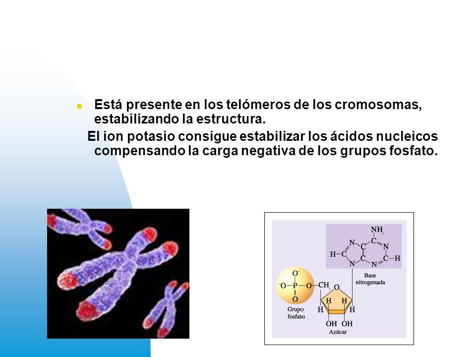 Está presente en los telómeros de los cromosomas, estabilizando la estructura.