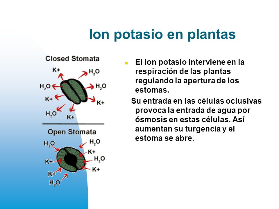 Ion potasio en plantas El ion potasio interviene en la respiración de las plantas regulando la apertura de los estomas.