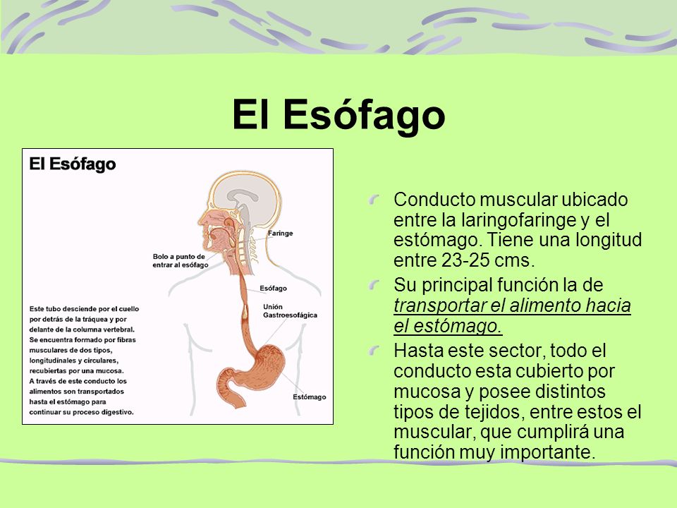 El Esófago Conducto muscular ubicado entre la laringofaringe y el estómago. Tiene una longitud entre cms.
