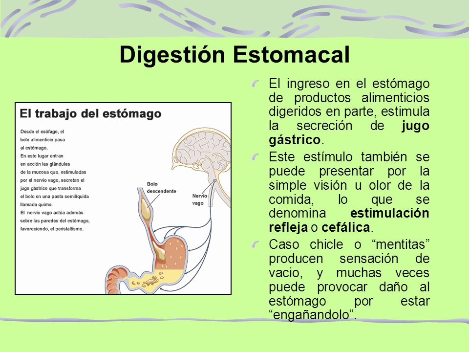 Digestión Estomacal El ingreso en el estómago de productos alimenticios digeridos en parte, estimula la secreción de jugo gástrico.
