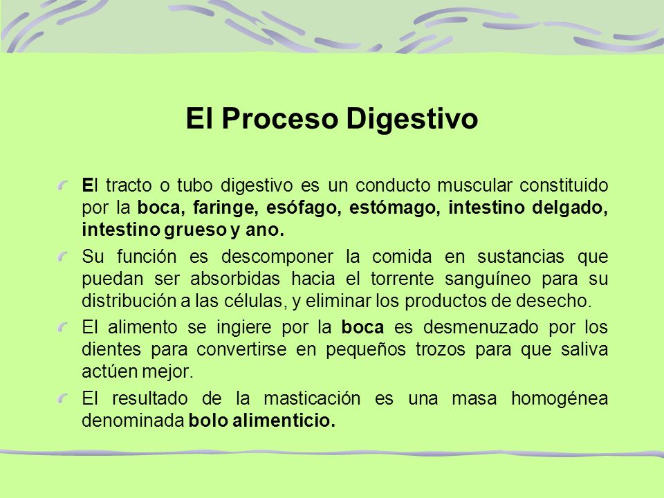 El Proceso Digestivo