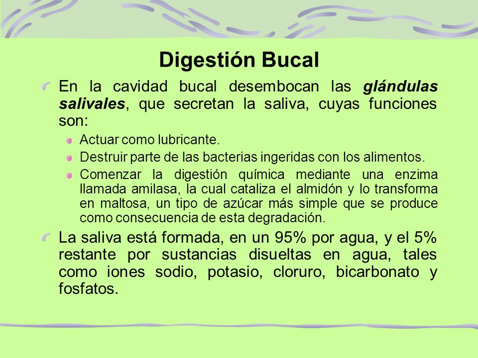 Digestión Bucal En la cavidad bucal desembocan las glándulas salivales, que secretan la saliva, cuyas funciones son: