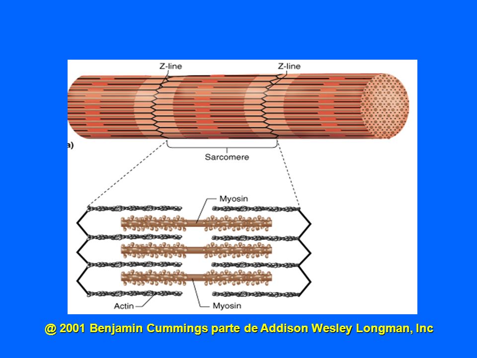 @ 2001 Benjamin Cummings parte de Addison Wesley Longman, Inc