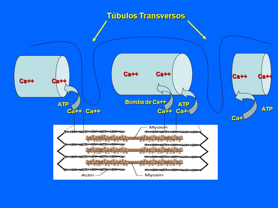 Túbulos Transversos Ca++ Ca++ Ca++ Ca++ Ca++ Ca++ Ca++ Ca++ Ca++ Ca++