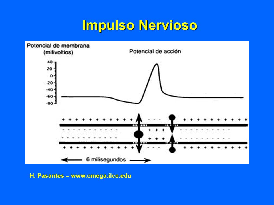 Impulso Nervioso H. Pasantes –