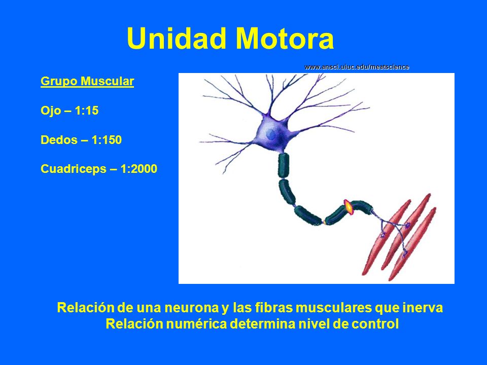 Unidad Motora   Grupo Muscular. Ojo – 1:15. Dedos – 1:150. Cuadriceps – 1:2000.
