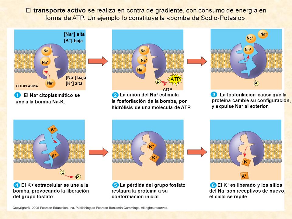 El transporte activo se realiza en contra de gradiente, con consumo de energía en forma de ATP. Un ejemplo lo constituye la «bomba de Sodio-Potasio».