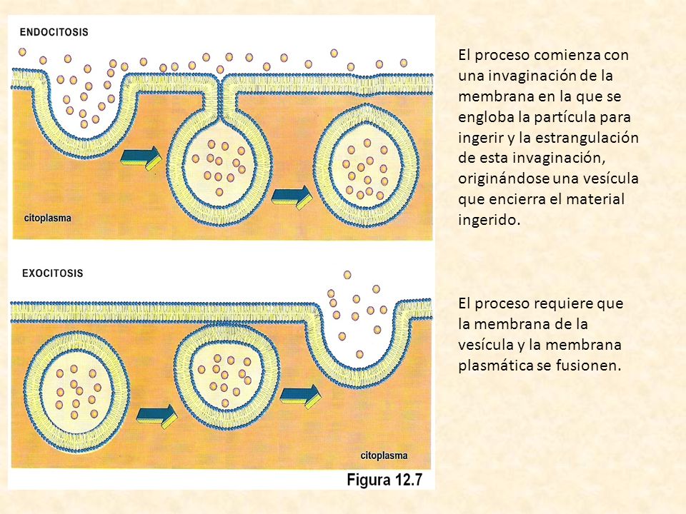 El proceso comienza con una invaginación de la membrana en la que se engloba la partícula para ingerir y la estrangulación de esta invaginación, originándose una vesícula que encierra el material ingerido.