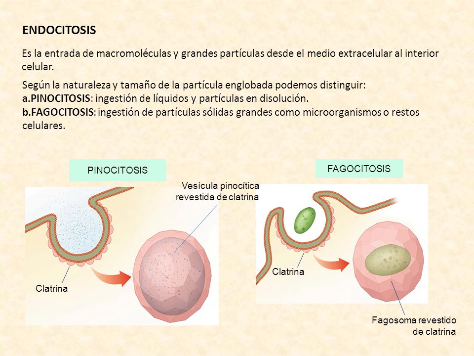 ENDOCITOSIS Es la entrada de macromoléculas y grandes partículas desde el medio extracelular al interior celular.