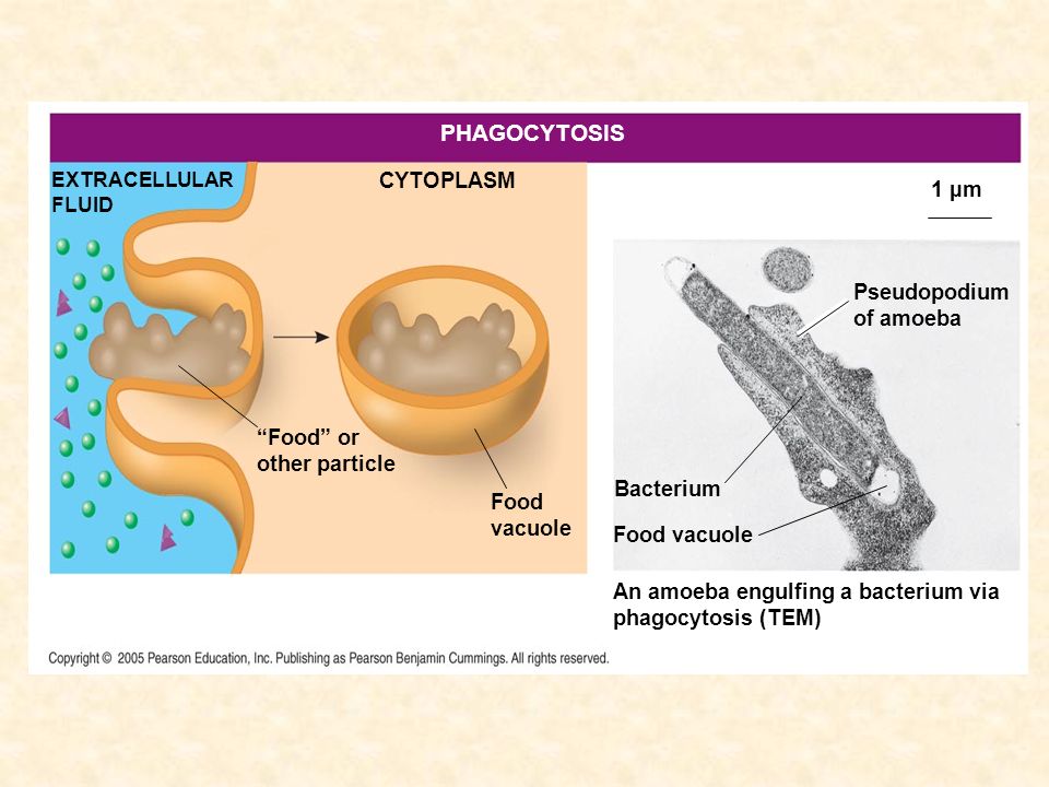 PHAGOCYTOSIS CYTOPLASM 1 µm Pseudopodium of amoeba Food or