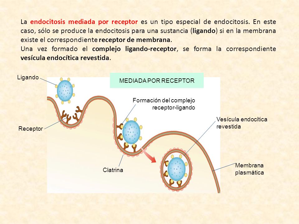 La endocitosis mediada por receptor es un tipo especial de endocitosis