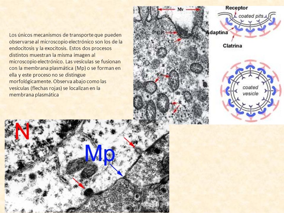 Los únicos mecanismos de transporte que pueden observarse al microscopio electrónico son los de la endocitosis y la exocitosis.