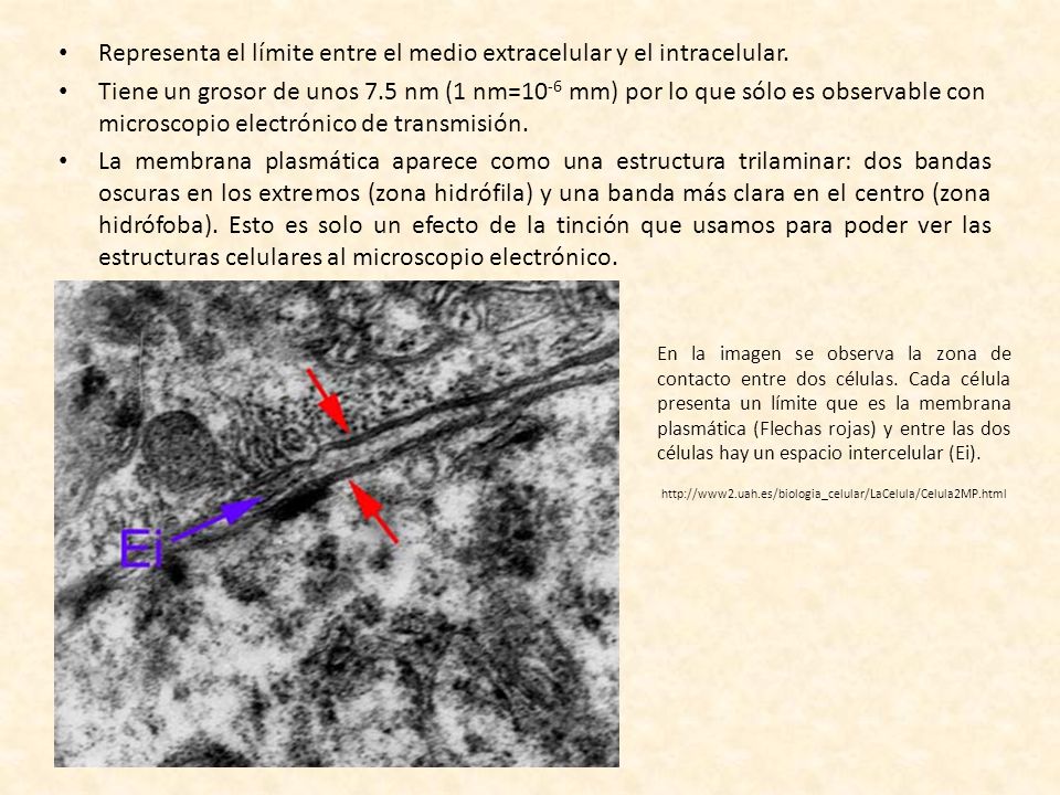 Representa el límite entre el medio extracelular y el intracelular.