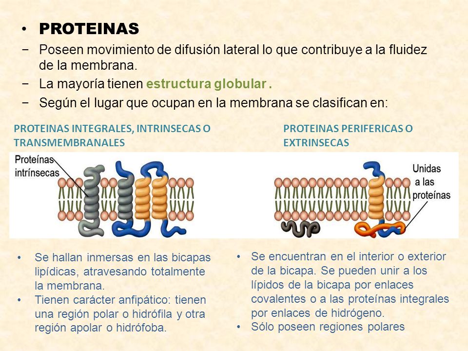 PROTEINAS Poseen movimiento de difusión lateral lo que contribuye a la fluidez de la membrana. La mayoría tienen estructura globular .