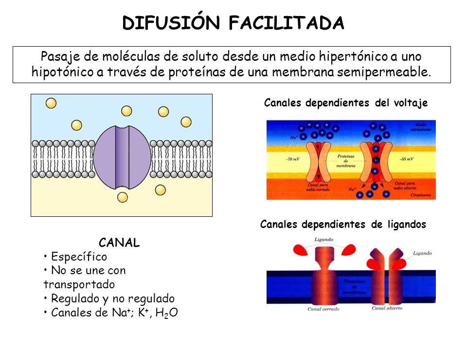 DIFUSIÓN FACILITADA Pasaje de moléculas de soluto desde un medio hipertónico a uno hipotónico a través de proteínas de una membrana semipermeable.