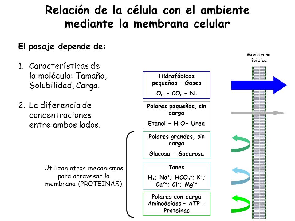 Relación de la célula con el ambiente mediante la membrana celular