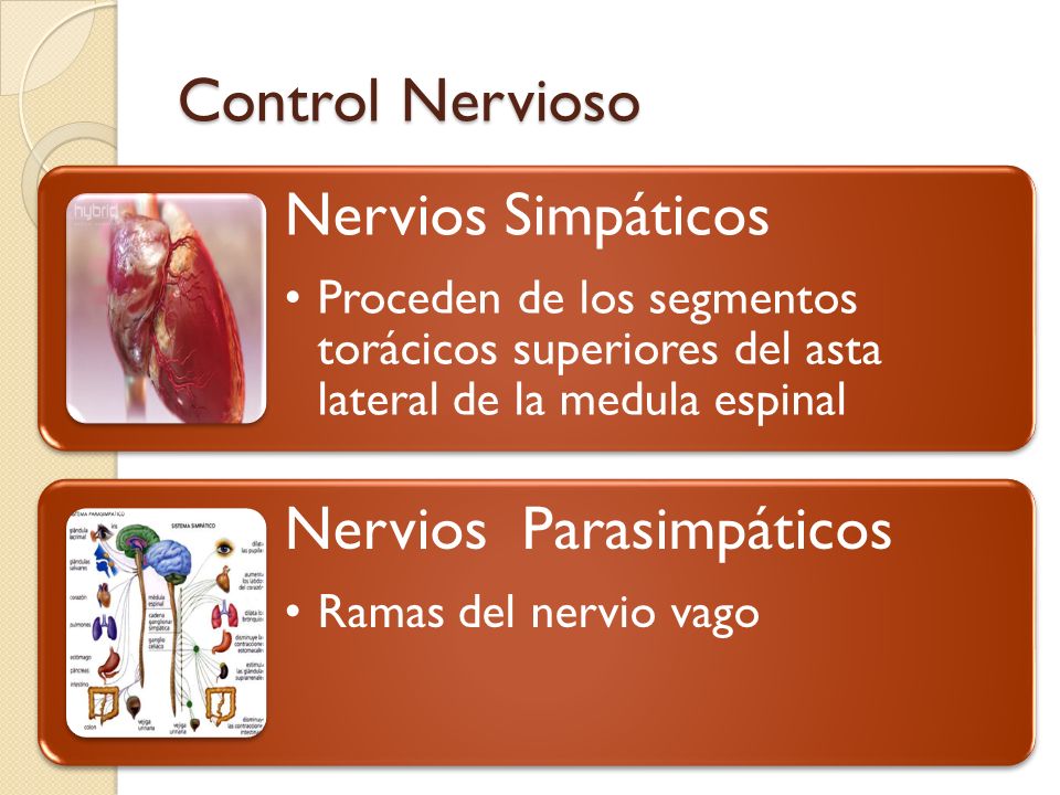 Control Nervioso Nervios Simpáticos Nervios Parasimpáticos