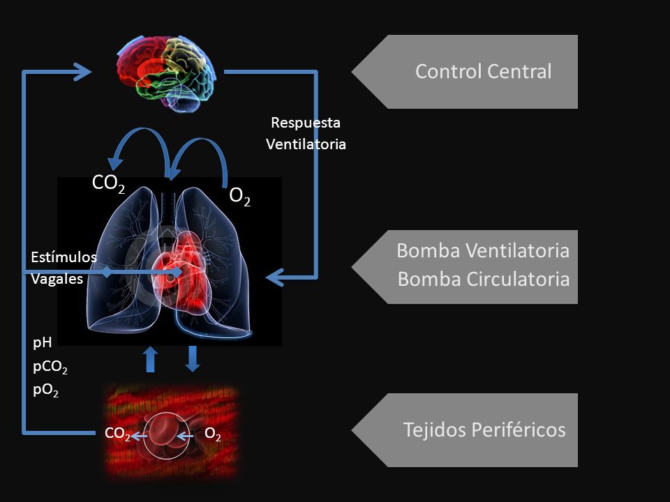 Control Central CO2 O2 Bomba Ventilatoria Bomba Circulatoria
