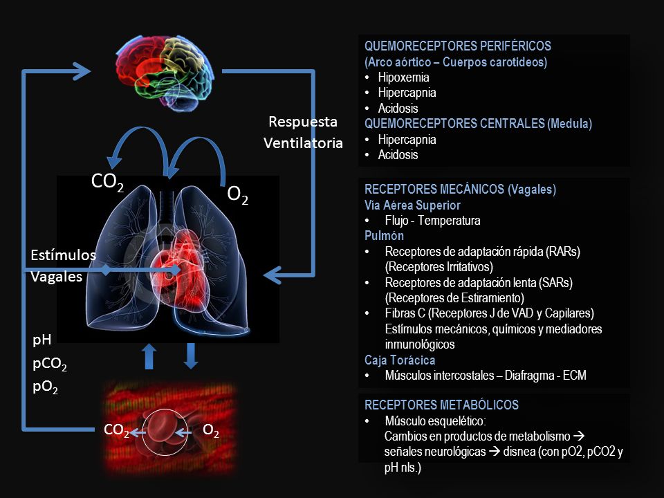 CO2 O2 pH pCO2 pO2 Respuesta Ventilatoria Estímulos Vagales O2 CO2