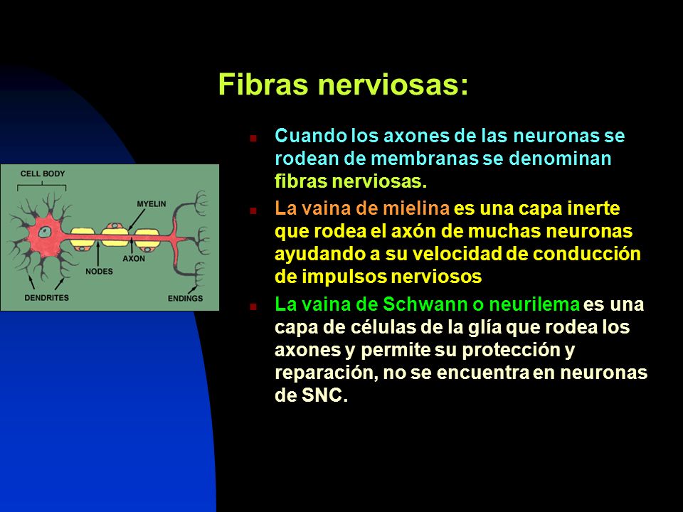 Fibras nerviosas: Cuando los axones de las neuronas se rodean de membranas se denominan fibras nerviosas.
