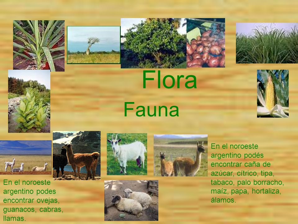Flora Fauna. En el noroeste argentino podés encontrar caña de azúcar, cítrico, tipa, tabaco, palo borracho, maíz, papa, hortaliza, álamos.
