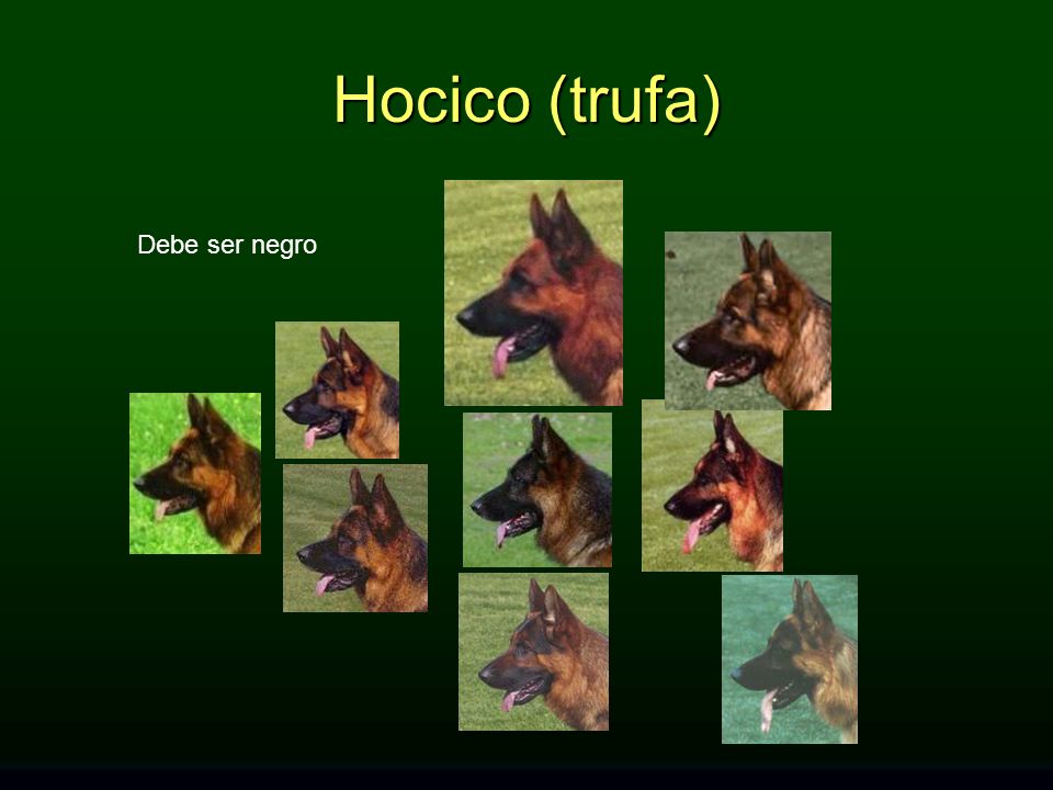 Hocico (trufa) Debe ser negro HOCICO (trufa): Debe ser negro.