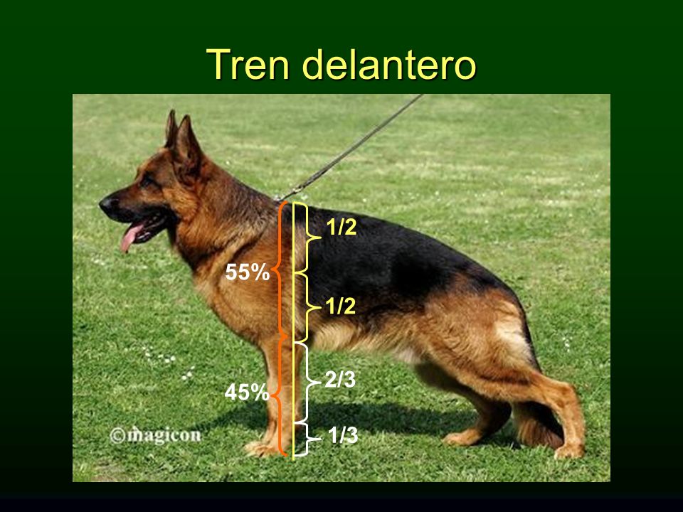 Tren delantero 1/2 55% 1/2 2/3 45% 1/3 TREN DELANTERO: