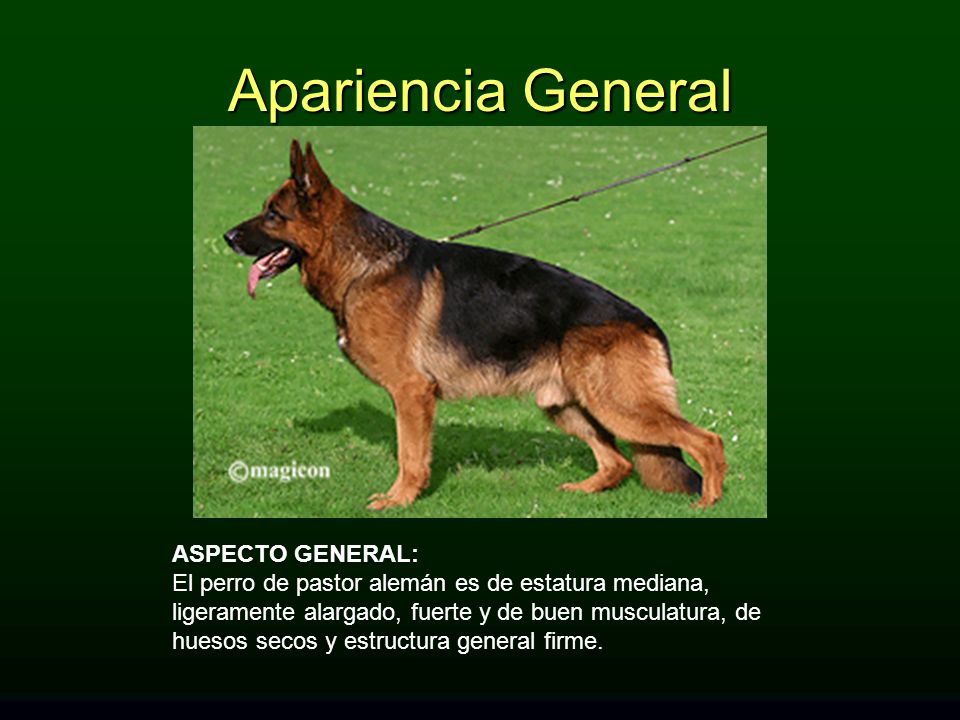 Apariencia General ASPECTO GENERAL: