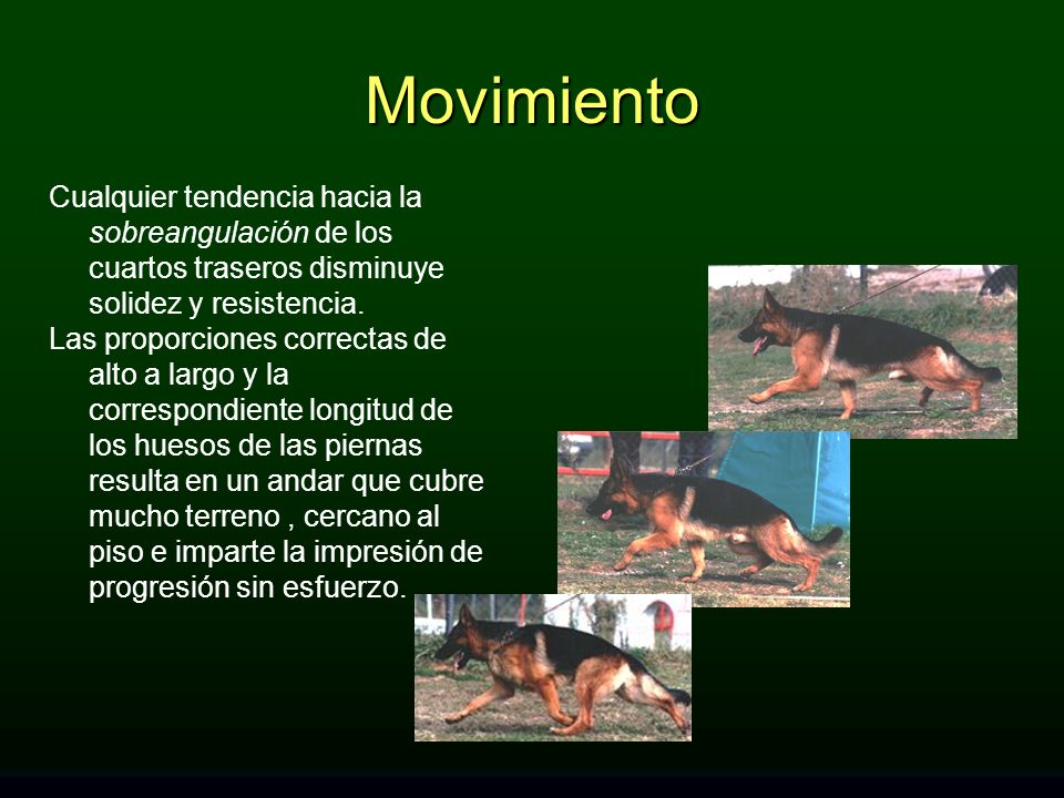 Movimiento Cualquier tendencia hacia la sobreangulación de los cuartos traseros disminuye solidez y resistencia.