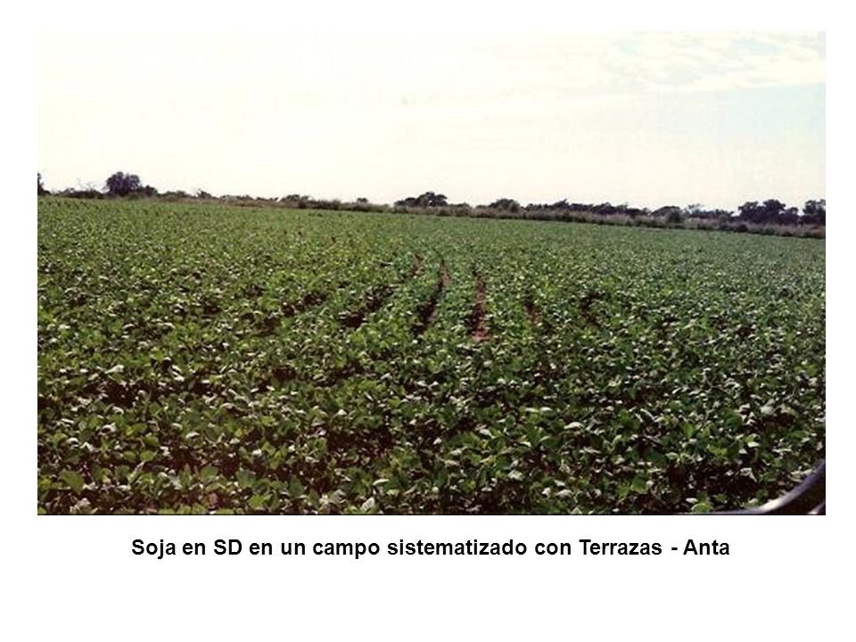 Soja en SD en un campo sistematizado con Terrazas - Anta