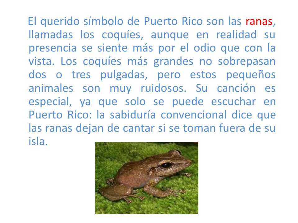 El querido símbolo de Puerto Rico son las ranas, llamadas los coquíes, aunque en realidad su presencia se siente más por el odio que con la vista.