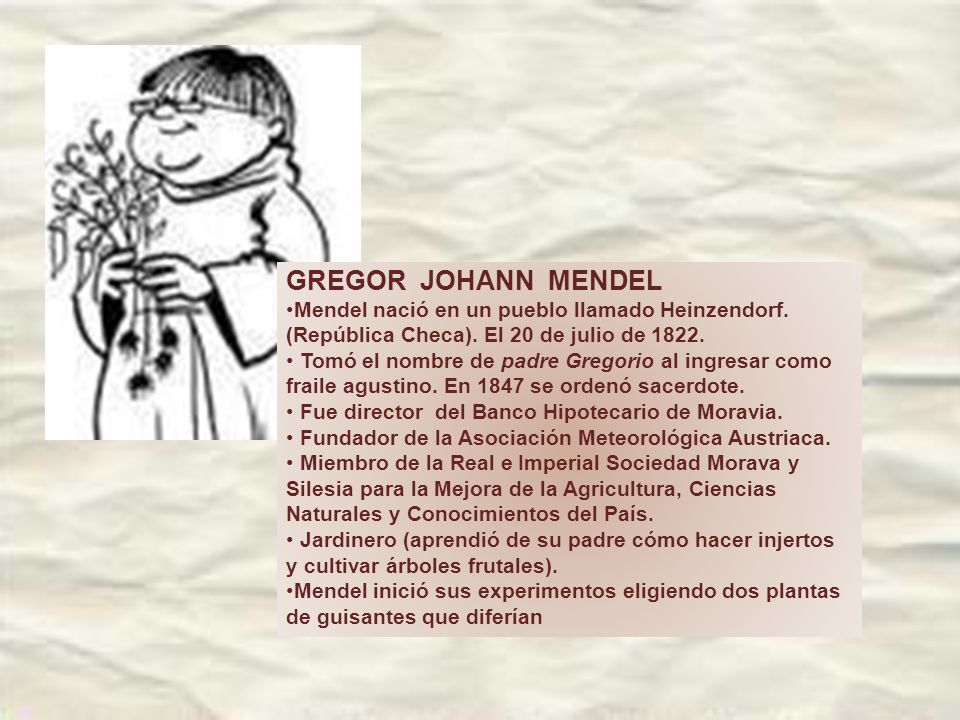 GREGOR JOHANN MENDEL Mendel nació en un pueblo llamado Heinzendorf. (República Checa). El 20 de julio de