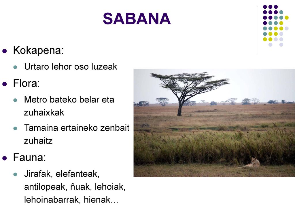SABANA Kokapena: Flora: Fauna: Urtaro lehor oso luzeak