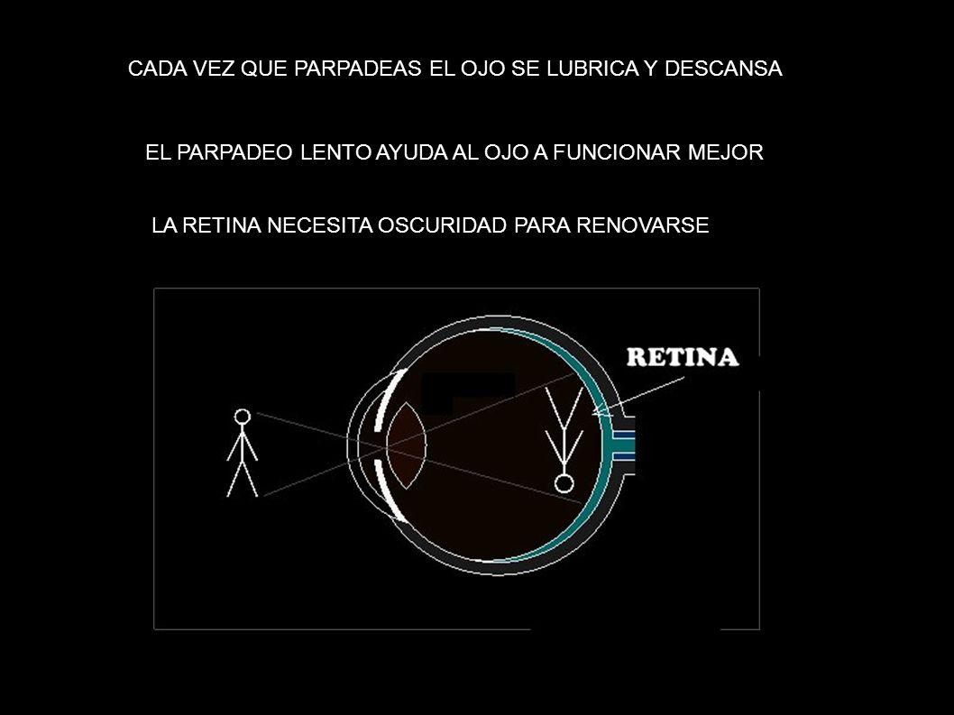 CADA VEZ QUE PARPADEAS EL OJO SE LUBRICA Y DESCANSA