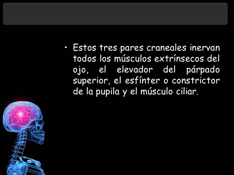 Estos tres pares craneales inervan todos los músculos extrínsecos del ojo, el elevador del párpado superior, el esfínter o constrictor de la pupila y el músculo ciliar.