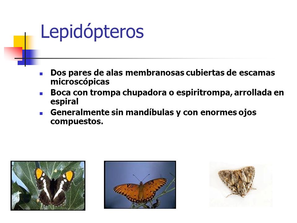 Lepidópteros Dos pares de alas membranosas cubiertas de escamas microscópicas. Boca con trompa chupadora o espiritrompa, arrollada en espiral.
